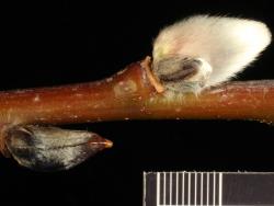 Salix daphnoides. Emerging catkin and inflorescence bud scale.
 Image: D. Glenny © Landcare Research 2020 CC BY 4.0